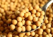 Why should China import American soybean? See ability understand among them 