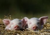 Disease of pig high fever does not want to be afraid of, when to accomplish this to help you reduce