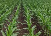Ten million weeds to notice after corn young plant