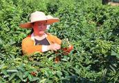 Xicong: Women does poineering work kind of Chinese prickly ash, guide masses to rouse pocket