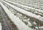Buy source county encounters hail makes a surprise attack more! Crop damage is serious!