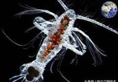 In sea floor 5000 meters, 450 Celsius issue surviving shrimp, put boil in boiler, can ripe?