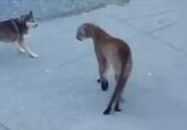 Puma enters a courtyard, ha Shiji goes up even if 