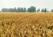 The wheat this year is a bumper harvest after all, be still reduction of output?