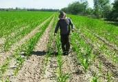 After corn herbicide was hit, the result is bad th