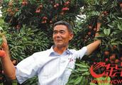 Crop of Guangdong litchi whole soars suffer rainst