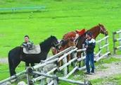 Horses hurts person host not to wish to accompany judge Shiming law to turn issue