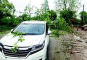 Wuhan one car is broken by the tree in damage is communal liability insurance manages hard compensat