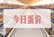 On June 13 egg price morning paper: Whole is stable, local rise!