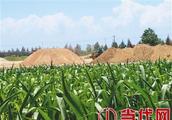 Somebody of  Zuo  city district digs sand to seek 