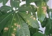 Get rich tree leaf grows rust, what reason, how to