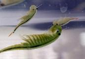 The rare animal that bud changes! Shrimp of fairy of the amaranthine that bake, egg boiling water bo