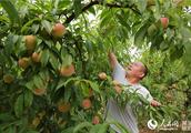 Hubei bamboo hill: Fruit grower happy event picks a peach-shaped thing that help deficient up