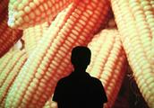 Xinjiang turns illegally gene corn case: 4 the acc