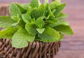 Is field mint long destroyed? Handle so, houseful of leaf glossy dark green is sweet!