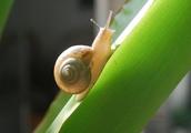 Do snail of calm harm crop easily with one action only