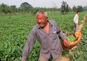 Melon farming is planted watermelon, simple a few action, can let watermelon written guarantee big s