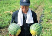 The farmer is planted watermelon, fertilize so, can let watermelon written guarantee big sweet!