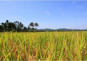 Guangxi phoenix hill develops paddy of 10 thousand mus of rich Selenium to realize Ou Fuxi rice is h