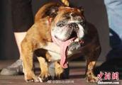 The dog is unripe and different! Dog of the ugliest dog also has the world the right is become champ