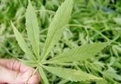 Marijuana of 41 individual plant is cultivated ins