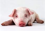 These 3 place are pig body go up the most poisonous place, contain a large number of toxin, a lot of