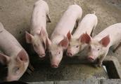 Live pig, feedstuff: Price of pig of Zhengzhou of 