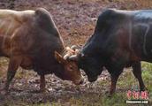 Inner Mongolia connects distant doubt to be like bovine anthrax epidemic situation to get be control