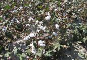 The cotton field that says agent of the chemical p