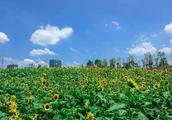 Open freely! Shenzhen much two parks! Still a big helianthus blooms!