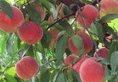 Technical ｜ history go up technology of general management of the most complete peach! Fast transmit