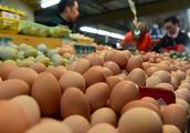 Egg price rises considerably: Trade price already amounted to 5.06 yuan / jin or because have a comp