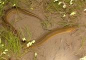 Breed ricefield eel so unreasonable, benefit is lo
