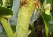 Corn lacks spic of bead, deformation, bald needle,