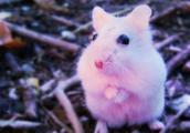 Pupil popularity raises hamster, result, it is the nightmare of hamster however!