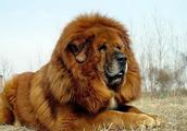 The divine dog of our country -- Tibetan mastiff i