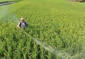 Paddy pesticide use question is much, pesticide us