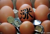 Tomorrow egg price is forecasted - quotations of p