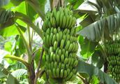 Does phenanthrene restore fruit commerce farmer to
