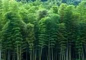 Bamboo grows quickly to destroy crop, how to eliminate bamboo?