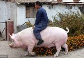 Raise pig person attention, this 3 big factors are to affect pig price to take the crucial factor of