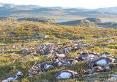 The 300 bull deer that is killed by lightning at the outset, had brought wonderful influence to Norw
