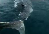 The man captures a whale shark to peddle avowedly 